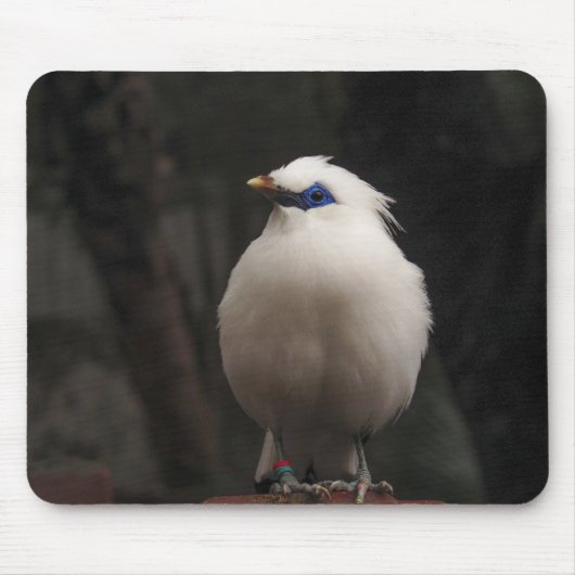 Vogel, dier, natuur muismat (Voorkant)