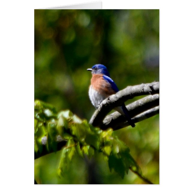  vogel! Een glimlach sturen (Voorkant)