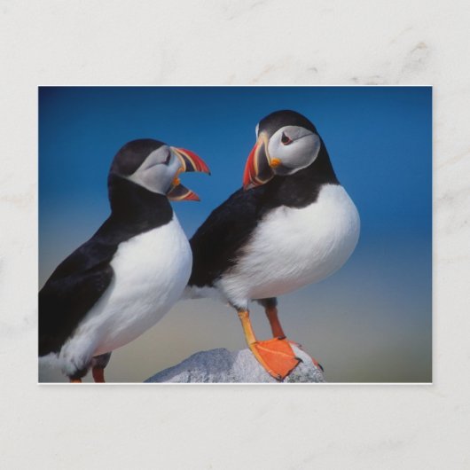 vogel een paar puffins briefkaart (Voorkant)