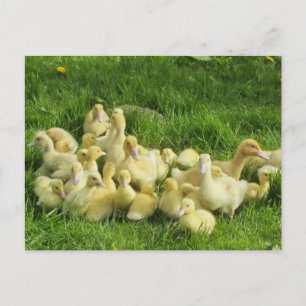vogel, eend, eendje, geel, natuur, schattig, baby, briefkaart