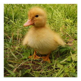 vogel, eend, eendje, geel, natuur, schattig, baby, perfect poster