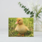 vogel, eenden, eenden, geel, natuur, schattig, bab briefkaart (Staand voorkant)