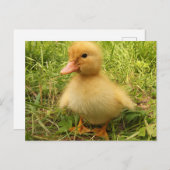 vogel, eenden, eenden, geel, natuur, schattig, bab briefkaart (Voorkant / Achterkant)