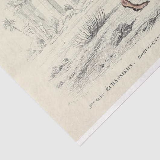 Vogel Ephemera Decoupage Franse struisvogel Tissuepapier (Detail)