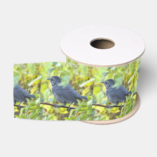 Vogel Foto Lint