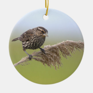 Vogel Foto Ornament