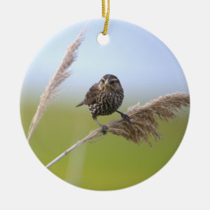 Vogel Foto Ornament