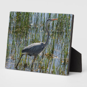 Vogel Grote Blauwe Heron Foto Fotoplaat