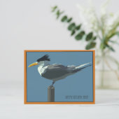 Vogel--Grote Kuifstern ansichtkaart Briefkaart (Staand voorkant)