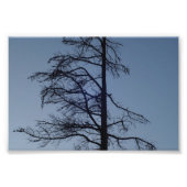 Vogel in boom, Silhouette Print Foto Afdruk (Voorkant)