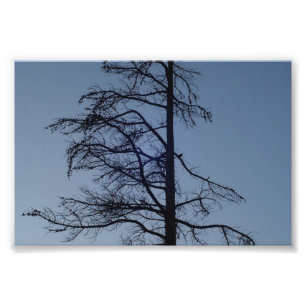 Vogel in boom, Silhouette Print Foto Afdruk