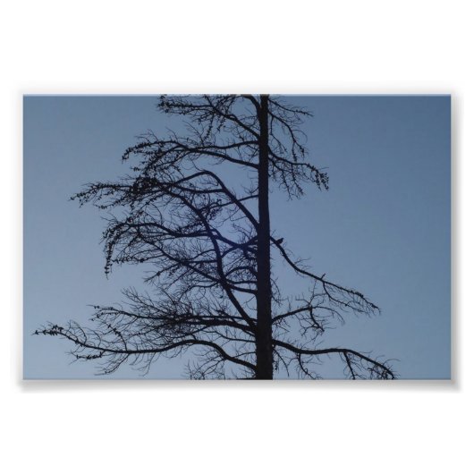 Vogel in boom, Silhouette Print Foto Afdruk (Voorkant)