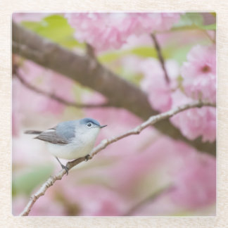 Vogel in de Blossom-boom Glazen Onderzetter