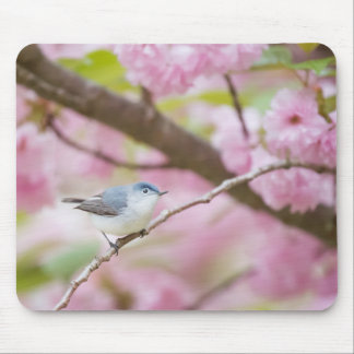 Vogel in de Blossom-boom Muismat
