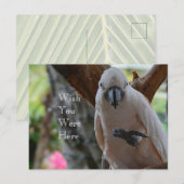 Vogel in de boom Kauai Briefkaart (Voorkant / Achterkant)