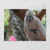 Vogel in de boom Kauai Briefkaart (Voorkant)