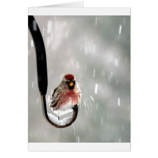 Vogel in de sneeuw (Voorkant)
