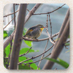 Vogel in een boom harde plastic onderzetters