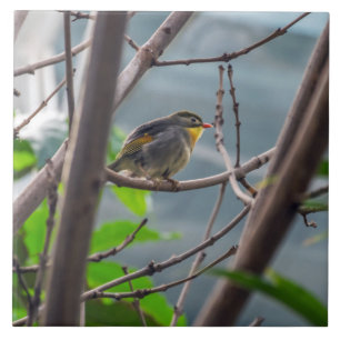 Vogel in een boom uitzicht keramische tegel tegeltje