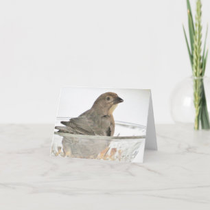 Vogel in een kom - Blank Wenskaart Kaart