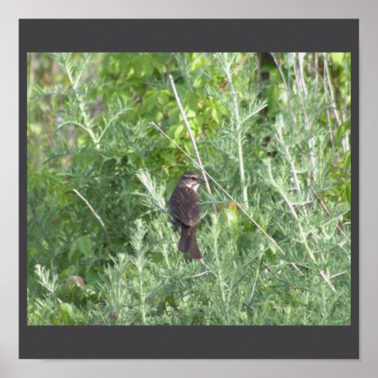 Vogel in een Poster van de Boom (Voorkant)