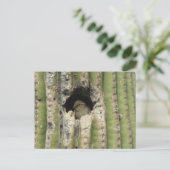 Vogel in een Saguaro Nest Briefkaart (Staand voorkant)