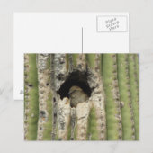 Vogel in een Saguaro Nest Briefkaart (Voorkant / Achterkant)