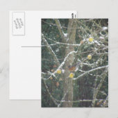 vogel in een winterboom briefkaart (Voorkant / Achterkant)
