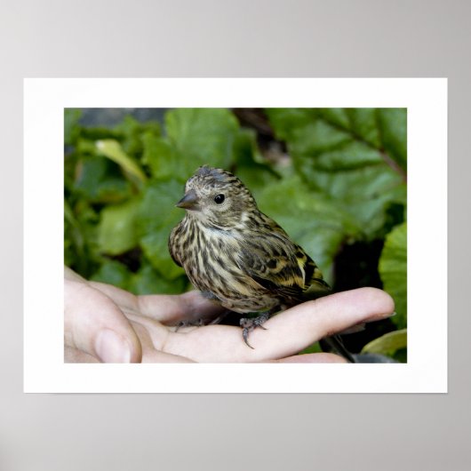 Vogel in handdruk poster (Voorkant)