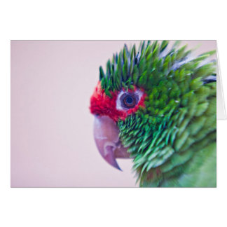  vogel in Ollantaytambo