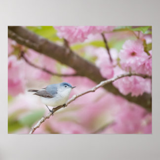 Vogel in roze bloesem poster