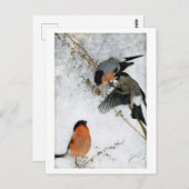 Vogel in sneeuw, Bruno Liljefors Briefkaart (Voorkant / Achterkant)
