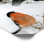 Vogel in sneeuw, Bruno Liljefors Poster (Hoek)