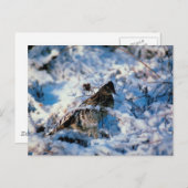 Vogel in Snowy Branches Briefkaart (Voorkant / Achterkant)