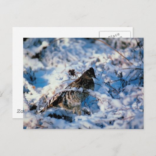 Vogel in Snowy Branches Briefkaart (Voorkant / Achterkant)