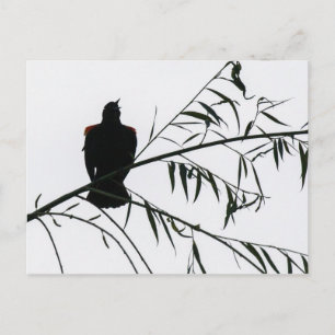 Vogel in Song Briefkaart