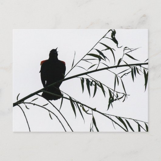 Vogel in Song Briefkaart (Voorkant)