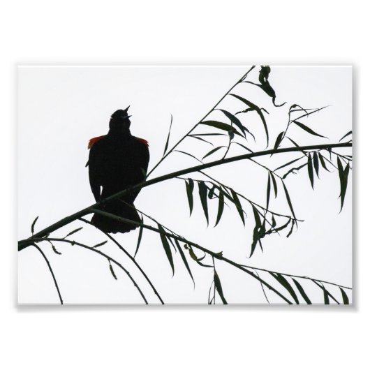 Vogel in Song Foto Afdruk (Voorkant)