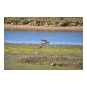 Vogel in vlucht over wetlands natuur wildlifefoto foto afdruk