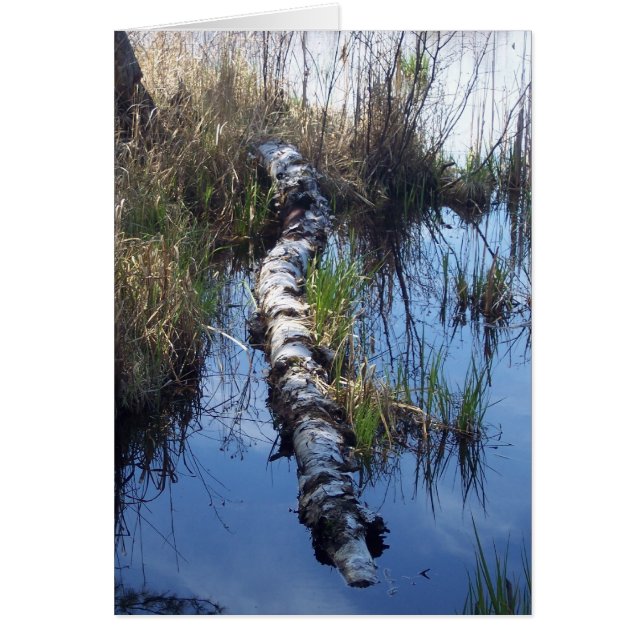 Vogel in water (Voorkant)