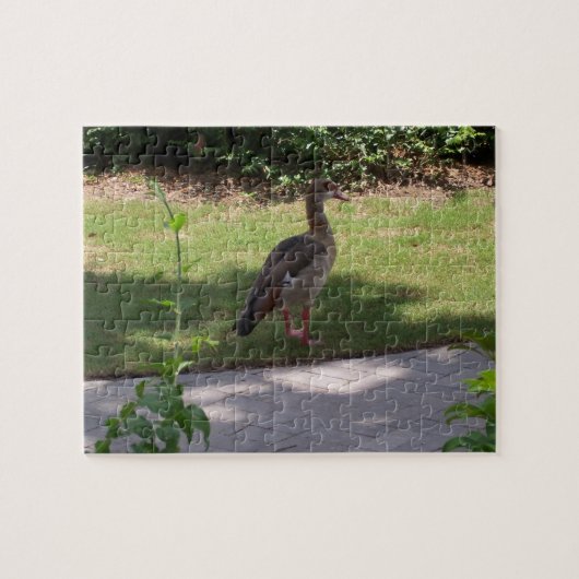 Vogel Legpuzzel (Horizontaal)