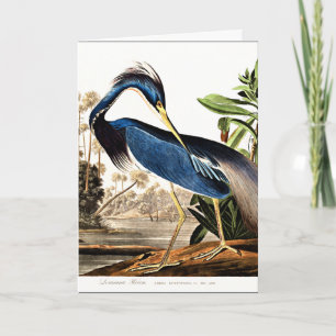 Vogel - Louisiana Heron door John James Audubon Kaart