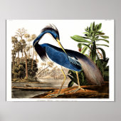 Vogel - Louisiana Heron door John James Audubon Poster (Voorkant)