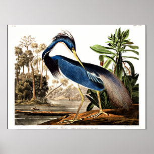 Vogel - Louisiana Heron door John James Audubon Poster