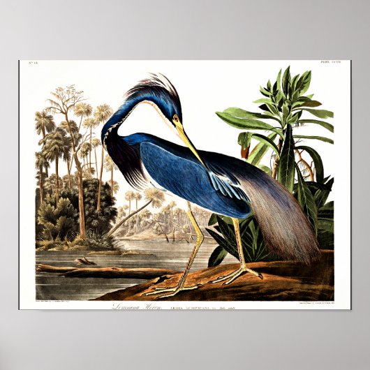 Vogel - Louisiana Heron door John James Audubon Poster (Voorkant)