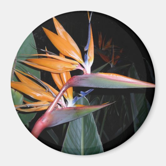 vogel magneet (Voorkant)