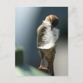 Vogel met een doezelaar briefkaart (Voorkant)