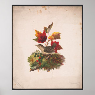 Vogel met herfstbladeren Antiek illustratie Poster