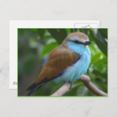 Vogel: Mooie bruine vogel en blauwe vogel Briefkaart (Voorkant / Achterkant)