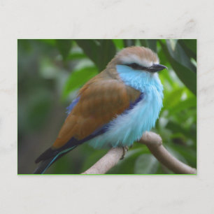 Vogel: Mooie bruine vogel en blauwe vogel Briefkaart